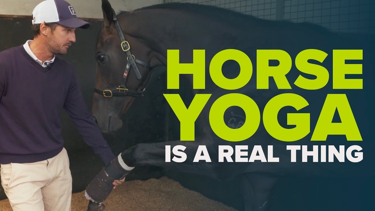HORSE YOGA | Managing The Equine Athlete | Physio Tom