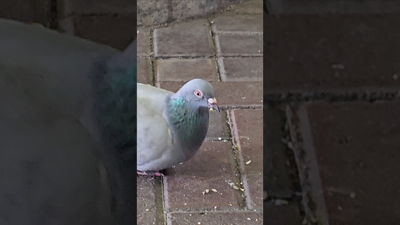 Pigeon Eating at the Bus Station, Edinburgh, Scotland 🤍🕊️