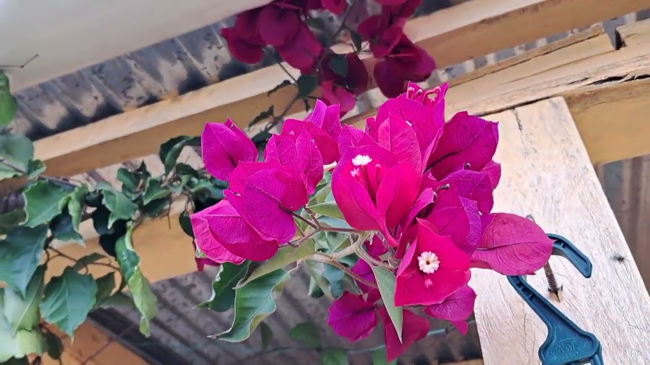 Poda de formación de HIBISCUS  pinos en mí cabaña bellas 💐 de cera