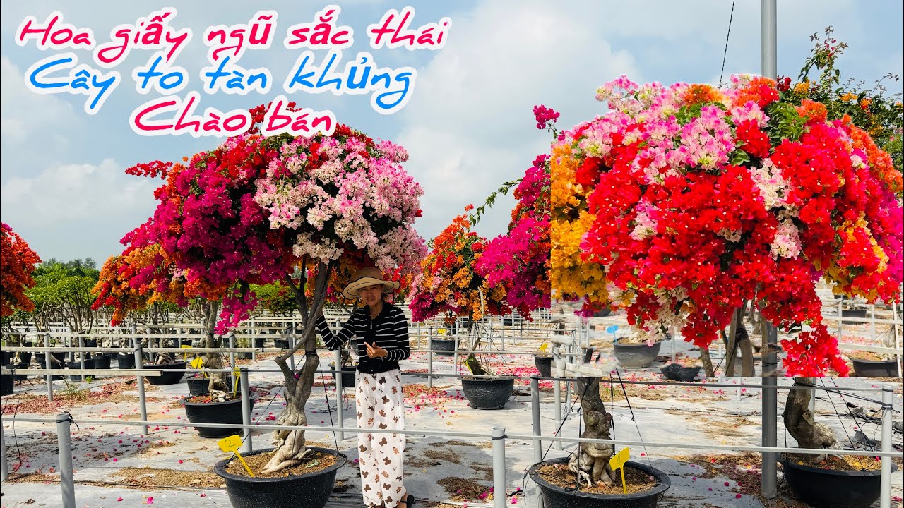 Hoa giấy ngũ sắc thái cây to tàn khủng chào bán bao ship..07/02😘📲 0932.852.150.Phạm-Nguyễn 
