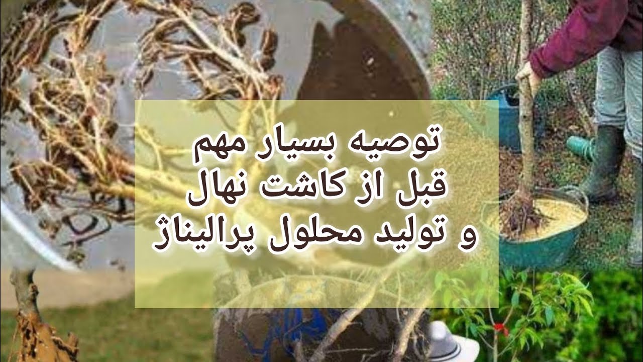 توصیه بسیار مهم قبل از کاشت نهال و نحوه تولید پرالیناژ