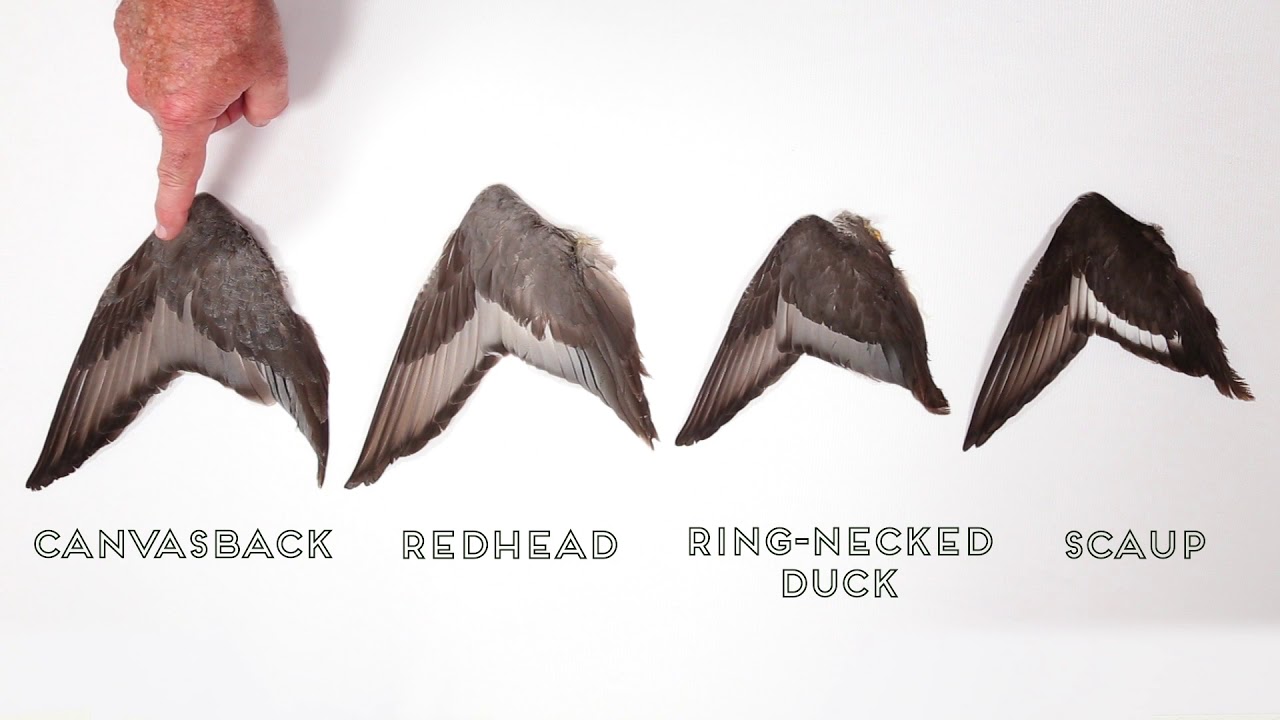 Duck Identification: Diving Ducks