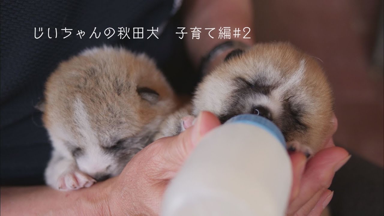 じいちゃんの秋田犬【子育て編】＃2　じいちゃんと双子の秋田犬のにぎやかな日常
