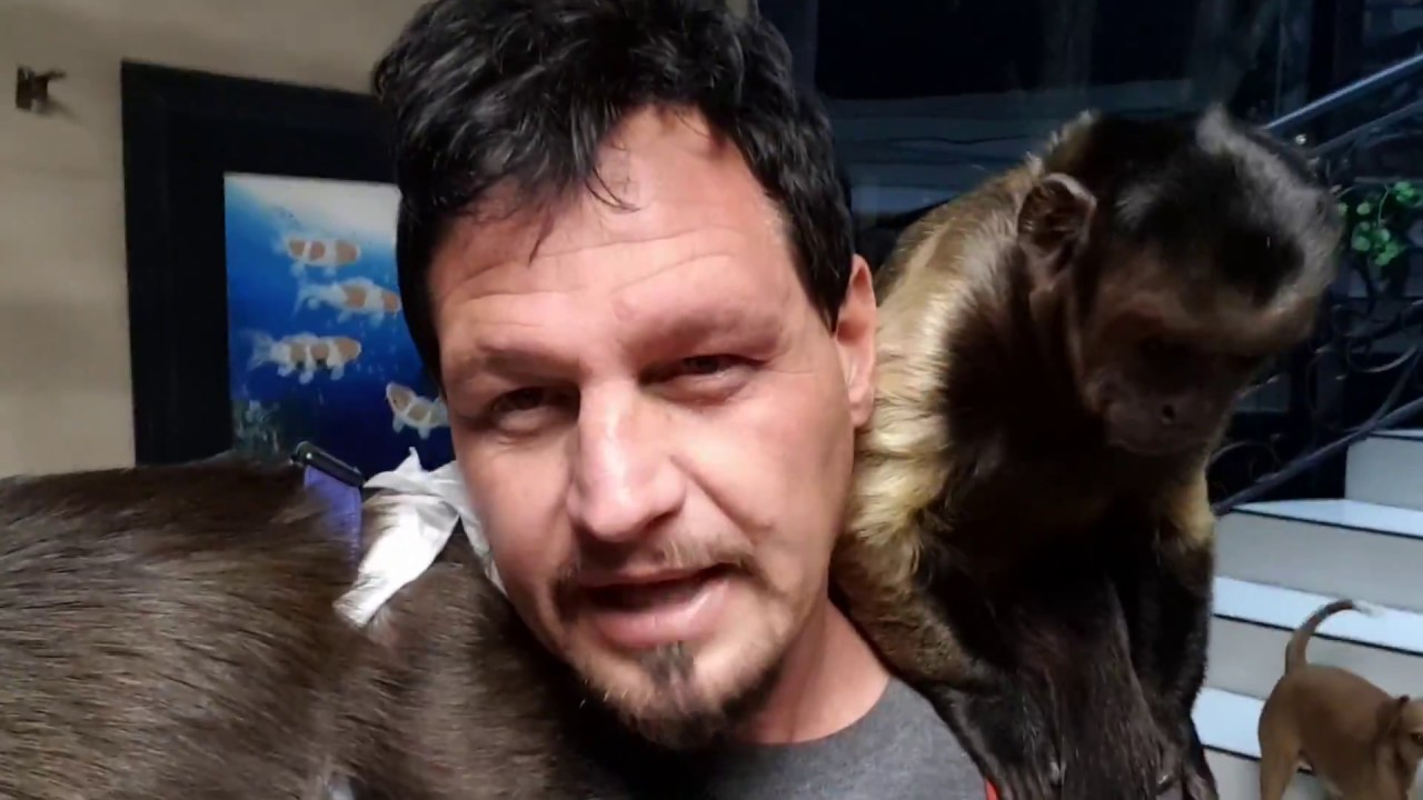 Monkeys can really mess up Your hair !