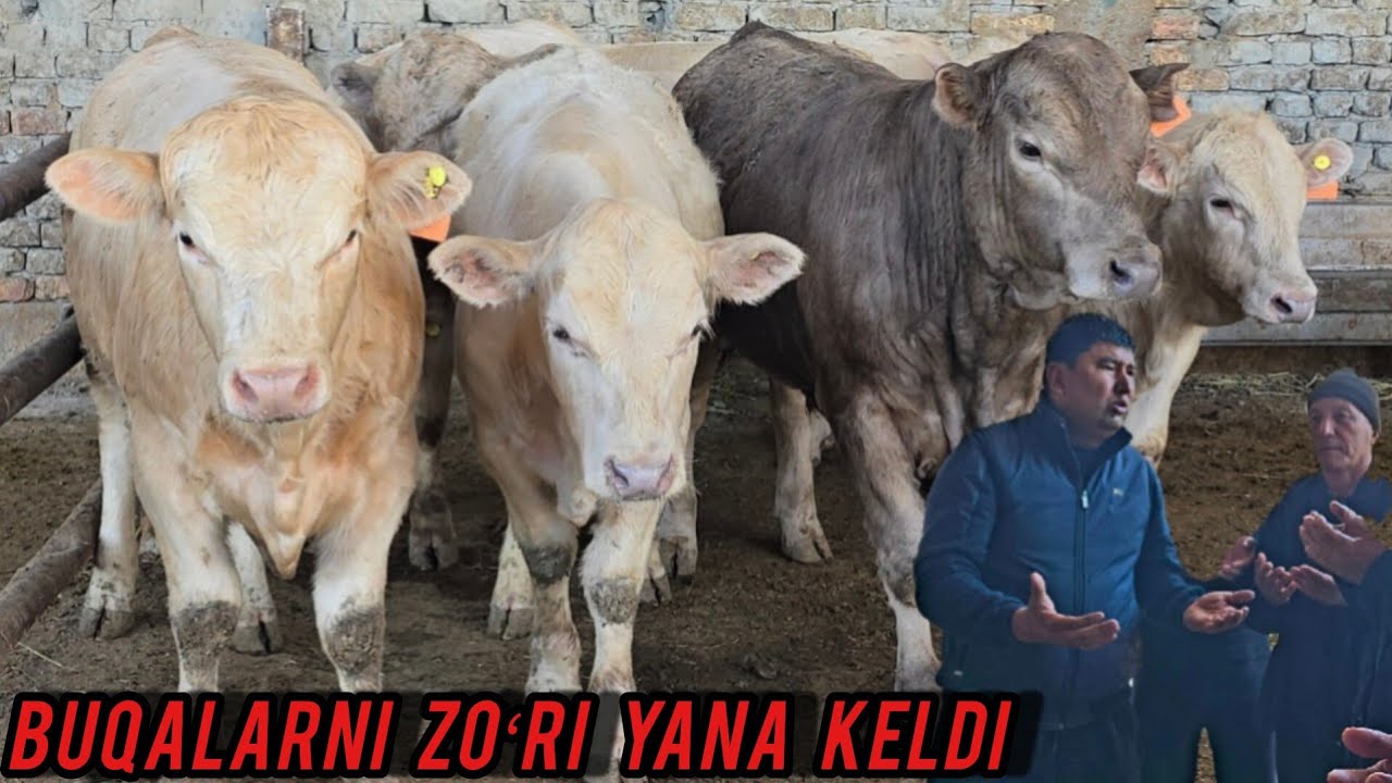 SANJARBEK AKANI YANA YANGI PARTIYA BUQALAR KELDI 🔥✅️