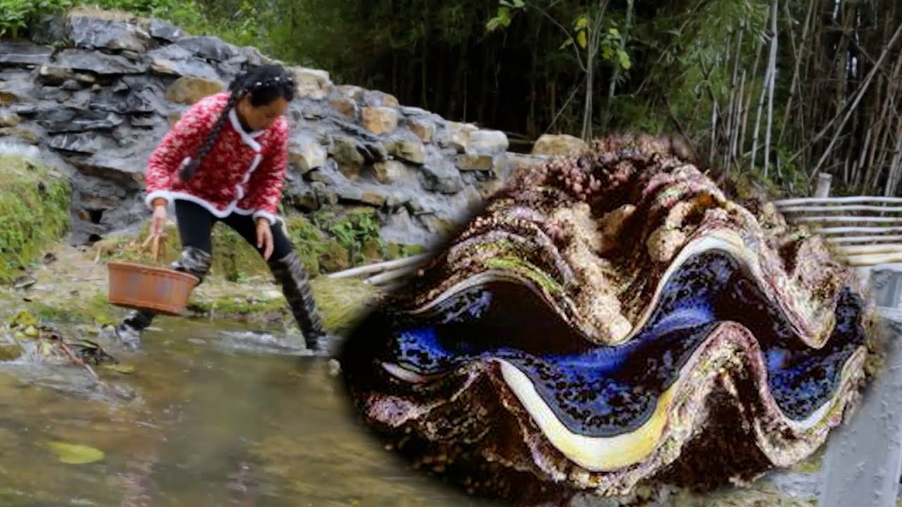 🎁 Giant clams with rare golden pearls were found in the beautiful river, which are very expensive