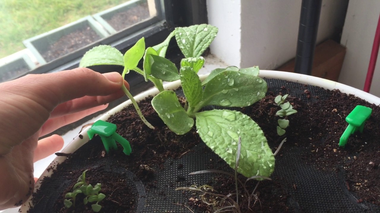 How to Thin Borage Seedlings