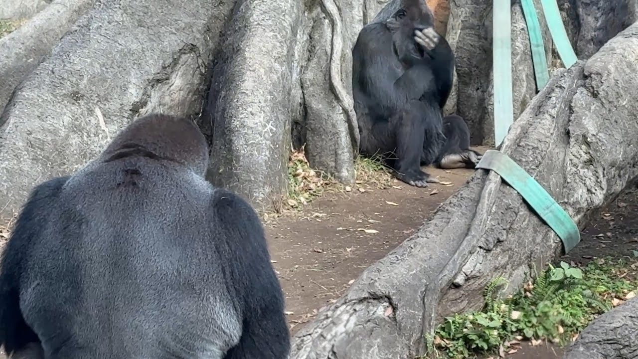 gorilla がん治療のトトを心配するハオコ【2025年‎12月9日】【上野動物園】ゴリラ💗