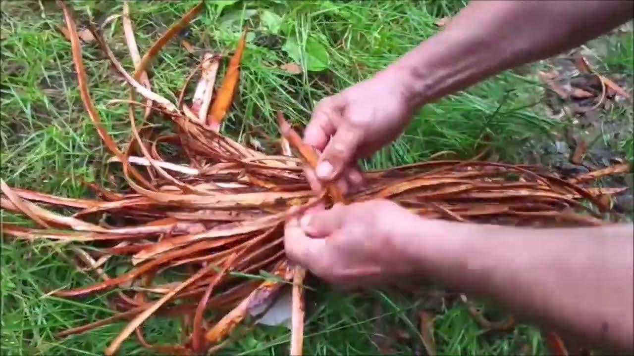 Faire des lani&egrave;res en liber d'Orme / Make straps of Elm bast