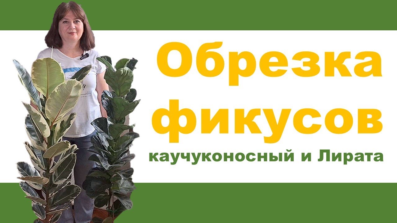 ОБРЕЗКА ФИКУСОВ: каучуконосный Эластика Тинеке и фикус Лирата. Правила обрезки и укоренения черенков