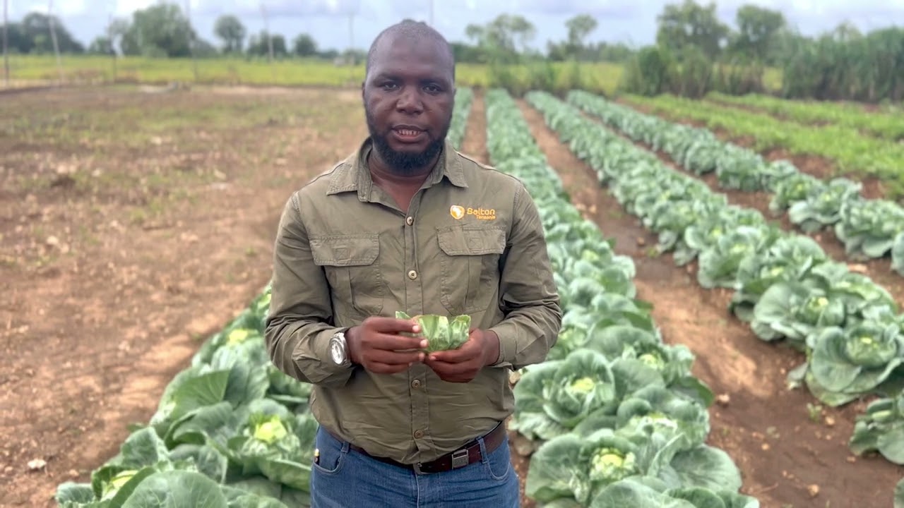 Maelezo kuhusu Tatizo la Cabbage