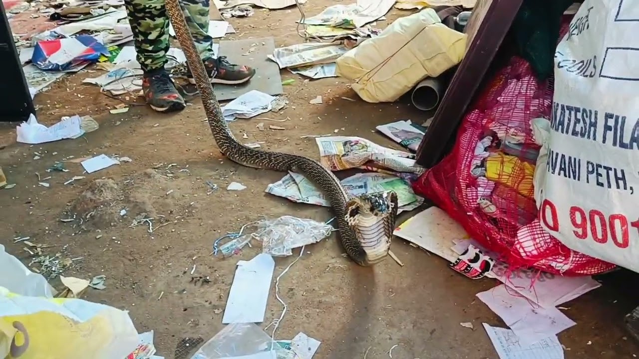 ലോഡ് കയറ്റുന്നതിനിടയിൽ കണ്ടെത്തിയത് ഉഗ്രൻ മൊതലിനെ കടി ഒഴിഞ്ഞുമാറിയത് ഭാഗ്യം കൊണ്ട്.