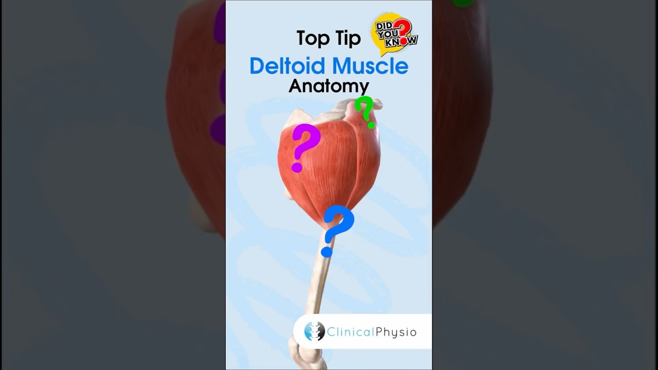 Deltoid Muscle Anatomy #physicaltherapy #physicaltherapy #anatomy #upperlimbanatomy