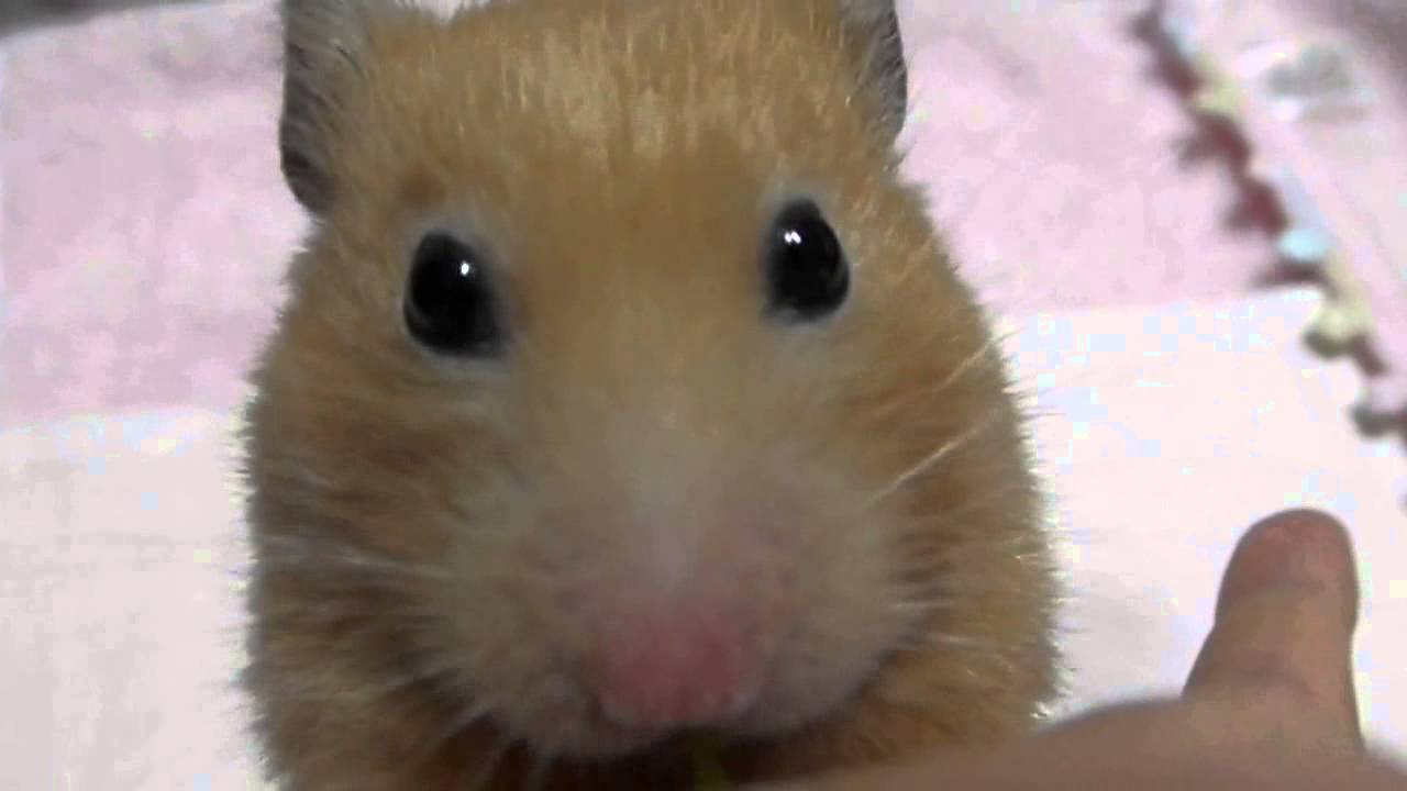 ハムスターのむにさん、しゃくしゃくいい音を奏でながらおいしそうに豆苗をたべる。 Hamster eating peasprouts