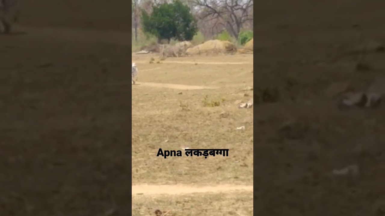 one of tha best Bull लकड़बग्गा.ox race 