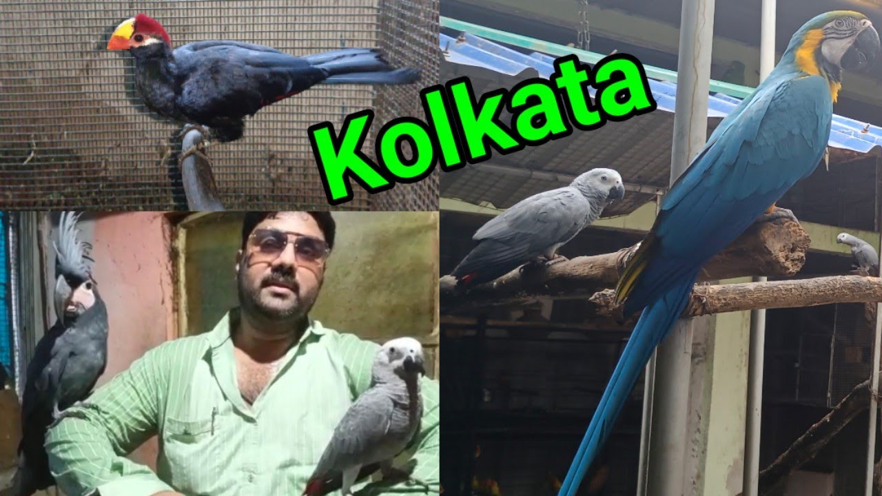 Super Exotic Birds at Gabu Da Farm in Kolkata | Black palm cockatoo, Macaw, Grey, Conure