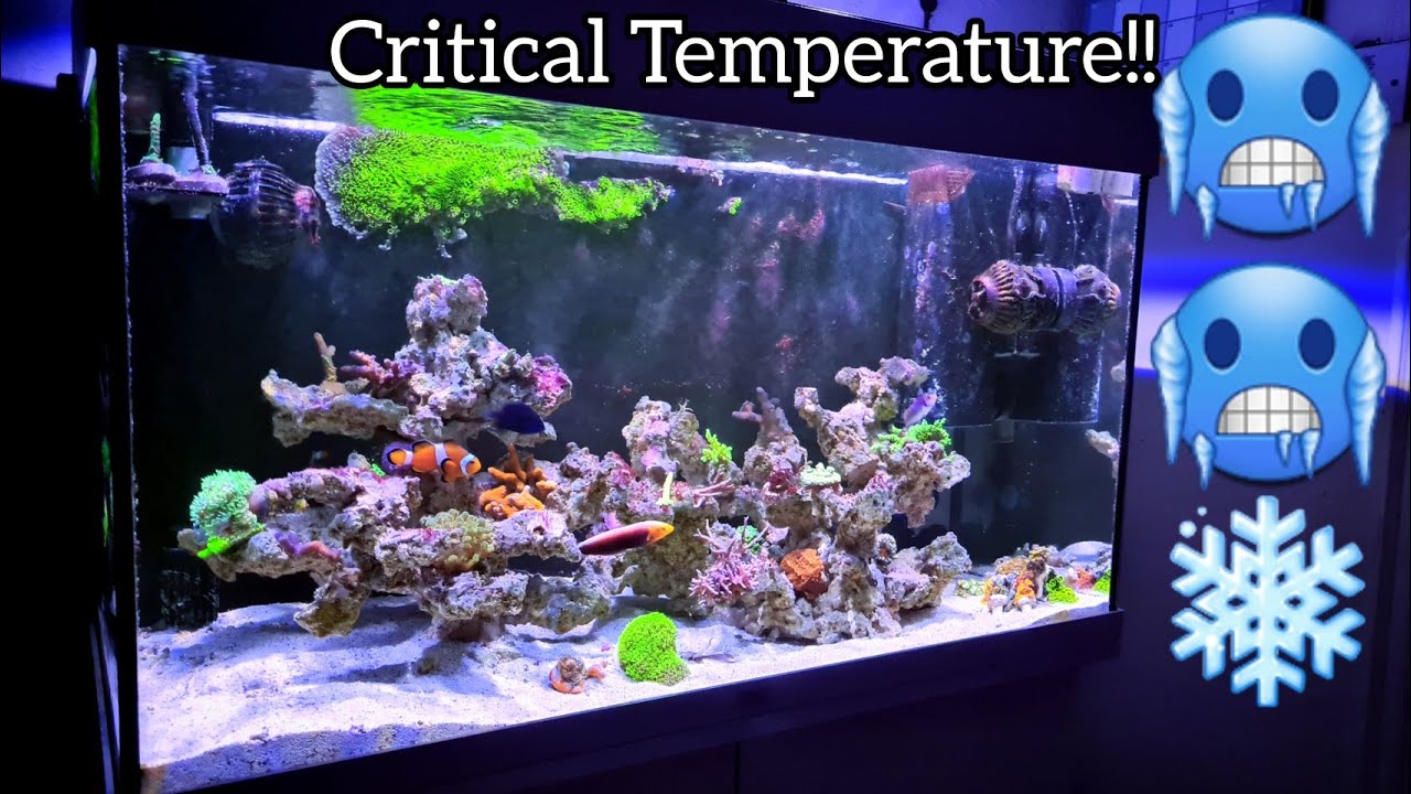 CRITICAL temperature in my reef tank!!!! 🥶🥶