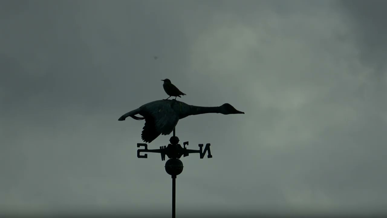 Sony FDR-AX43A Zoom and Image Stabilization Test Footage