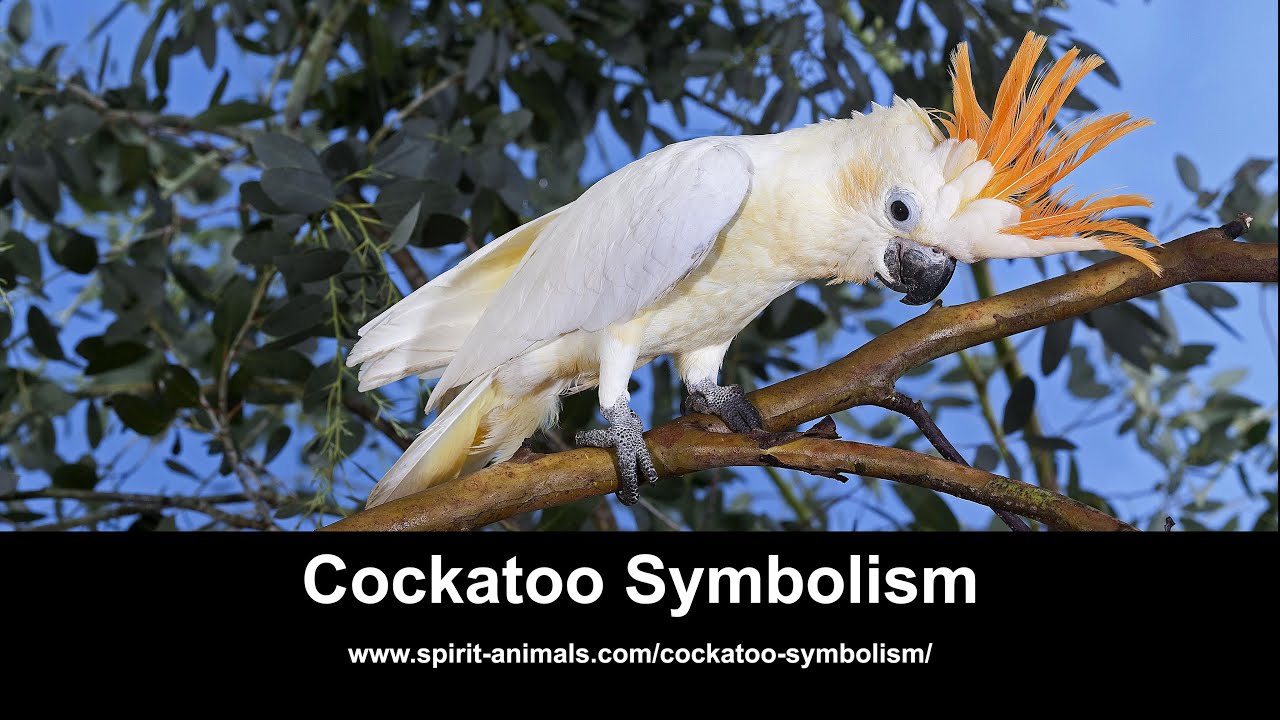 Cockatoo Symbolism