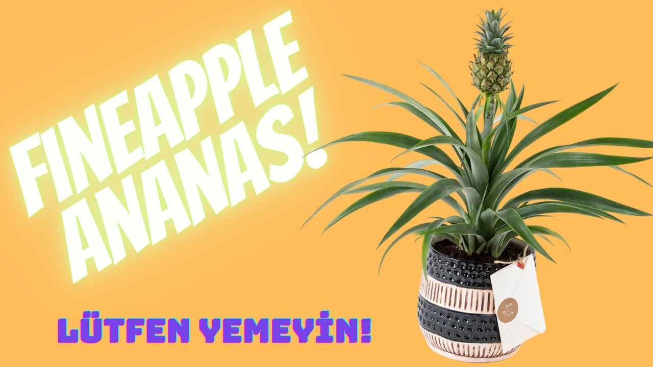 Bloom And Fresh   Fineapple - Saksıda Ananas Bitkisi