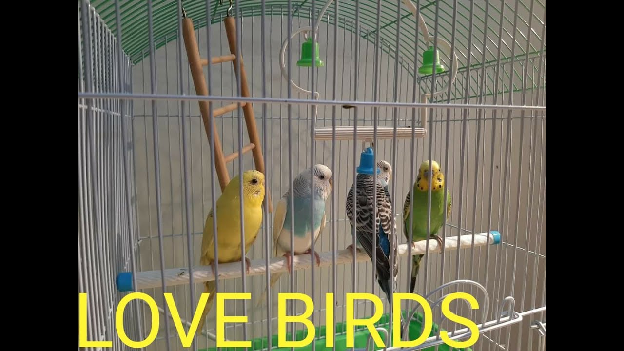 Love Bird Cage Design | DIY Love Bird cage setup| LOVE BIRDS ACTIVITY | 30 inch cage from amazon |