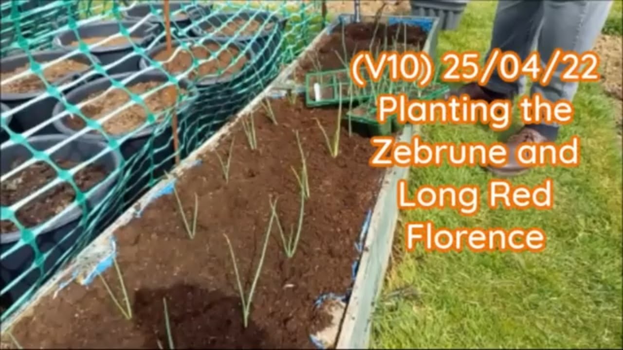 Planting out the Zebrune Shallots and Long Red Florence Onions