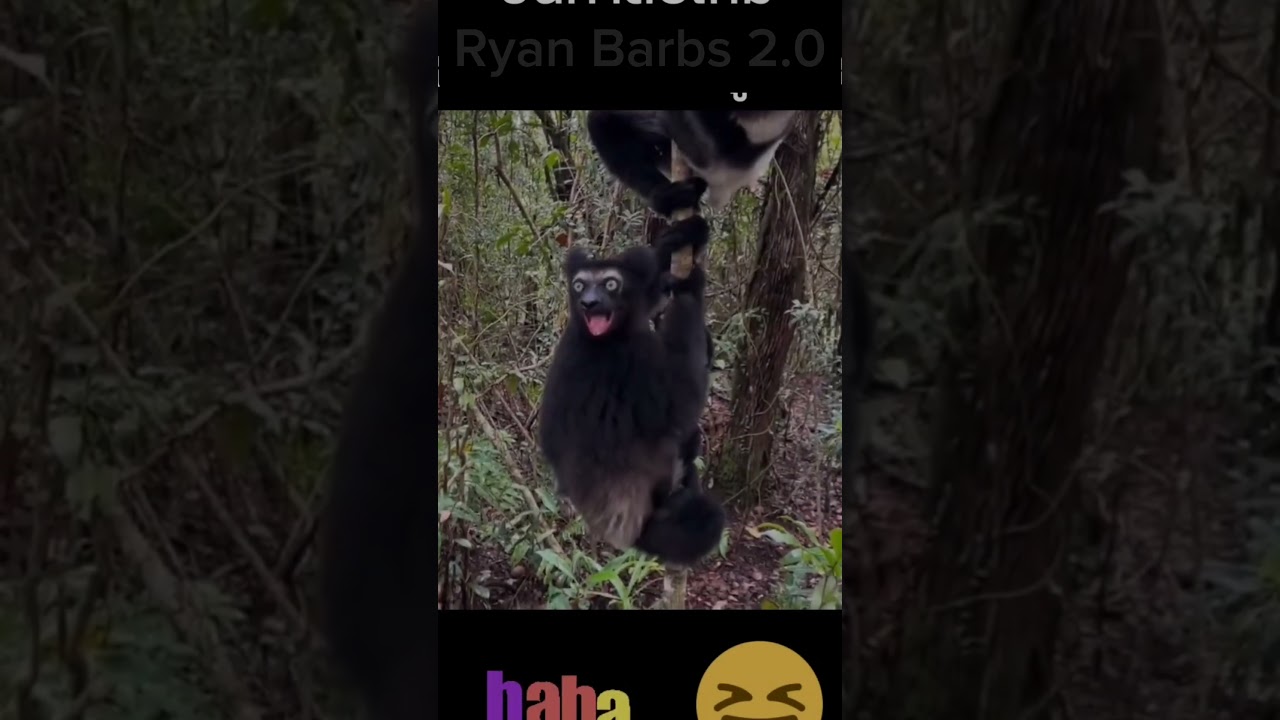 Ka look alike #unggoy #monkey #monkeys #patawa #jokes