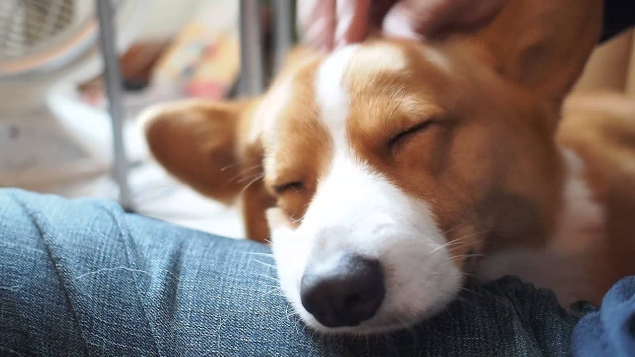 How to massage a corgi