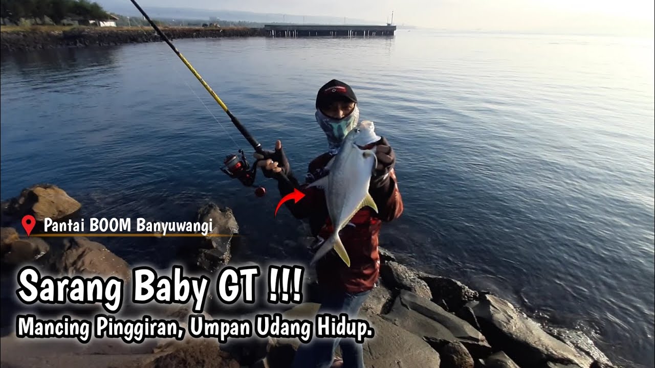 ULTRALIGHT FISHING || Mancing Baby GT Umpan Udang Hidup || Spot Pinggiran Pantai BOOM Banyuwangi.