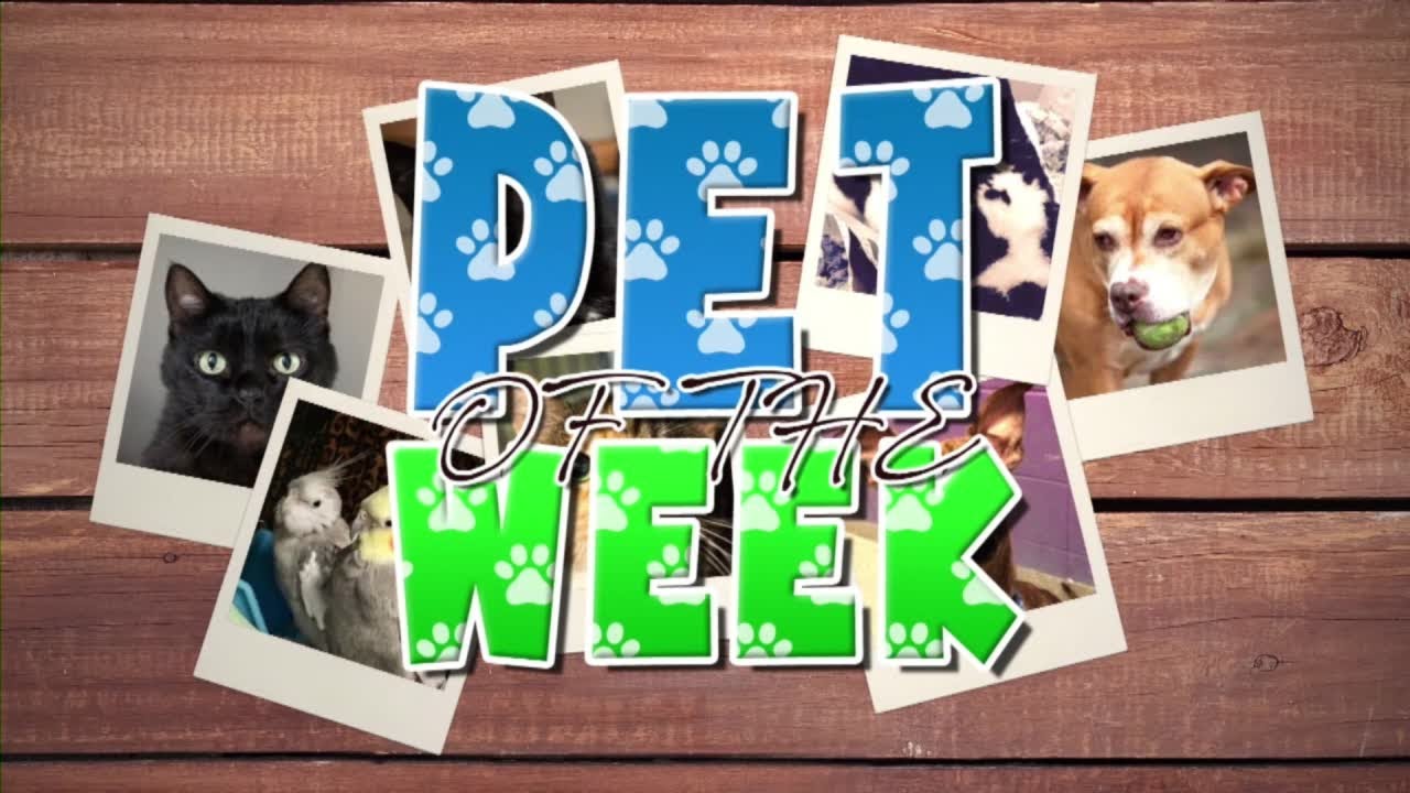 Pet of the Week: Winston