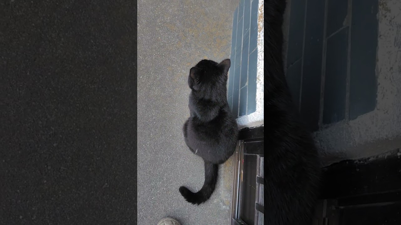 【ノーカット】お父さんが朝一番🌄コタローと一緒にお庭で、こんななりました‼️