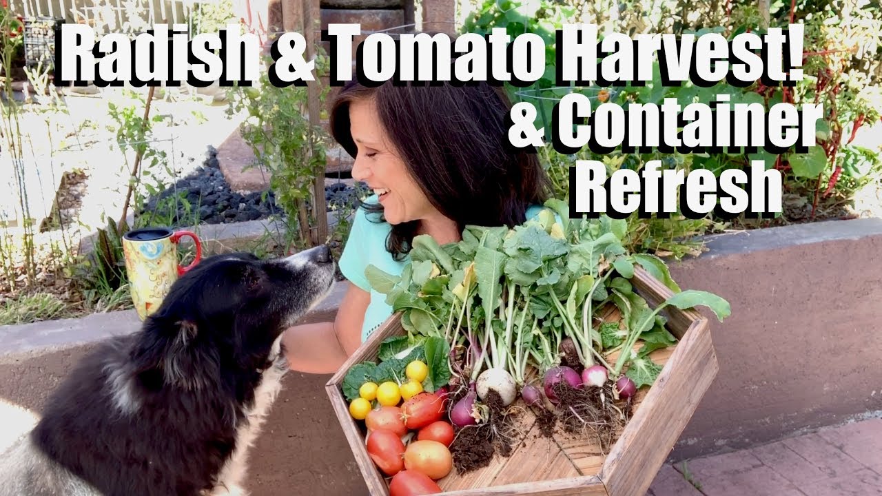 Radish & Tomato Harvest, How to Refresh Container Potting Mix & Plant Radish Seeds