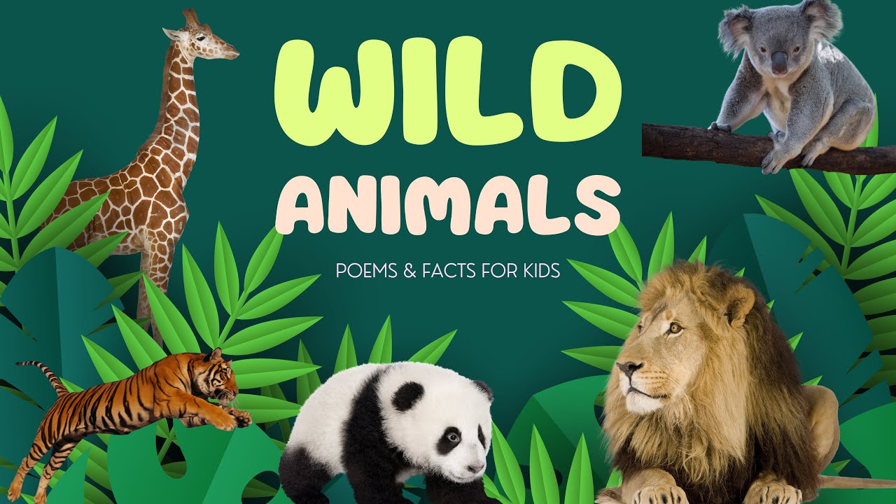 Wild Animals in Real Video | Learn Real Animals with Bee — Poems & Facts for Kids | Natural Animals