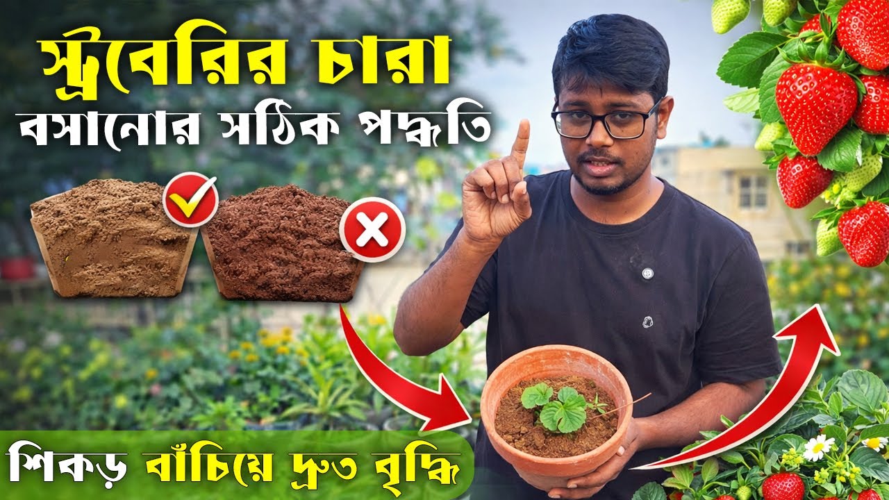 স্ট্রবেরির চারা বসানোর সেরা মিডিয়া | শক্ত শিকড়, দ্রুত বৃদ্ধি | Strawberry Planting Method