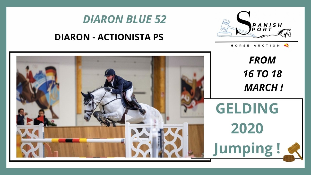 DIARON BLUE 52  1 SHOWJUMPING