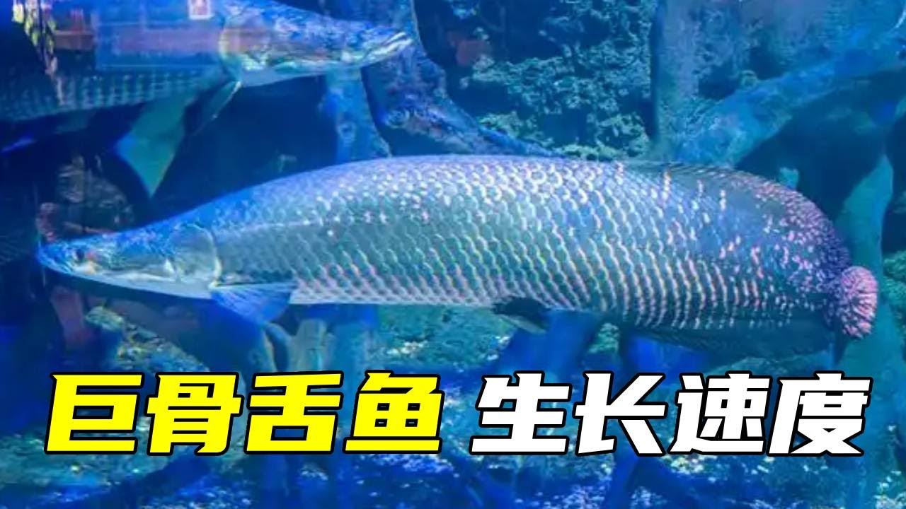 很多人都在问巨骨舌鱼好养不好养，我的答案是肯定的，只因为生长速度实在是过快！【鲁伟学长】