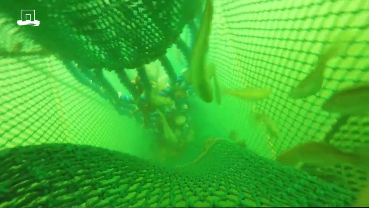 Visgedrag in de Noorse kreeften (langoustine) visserij