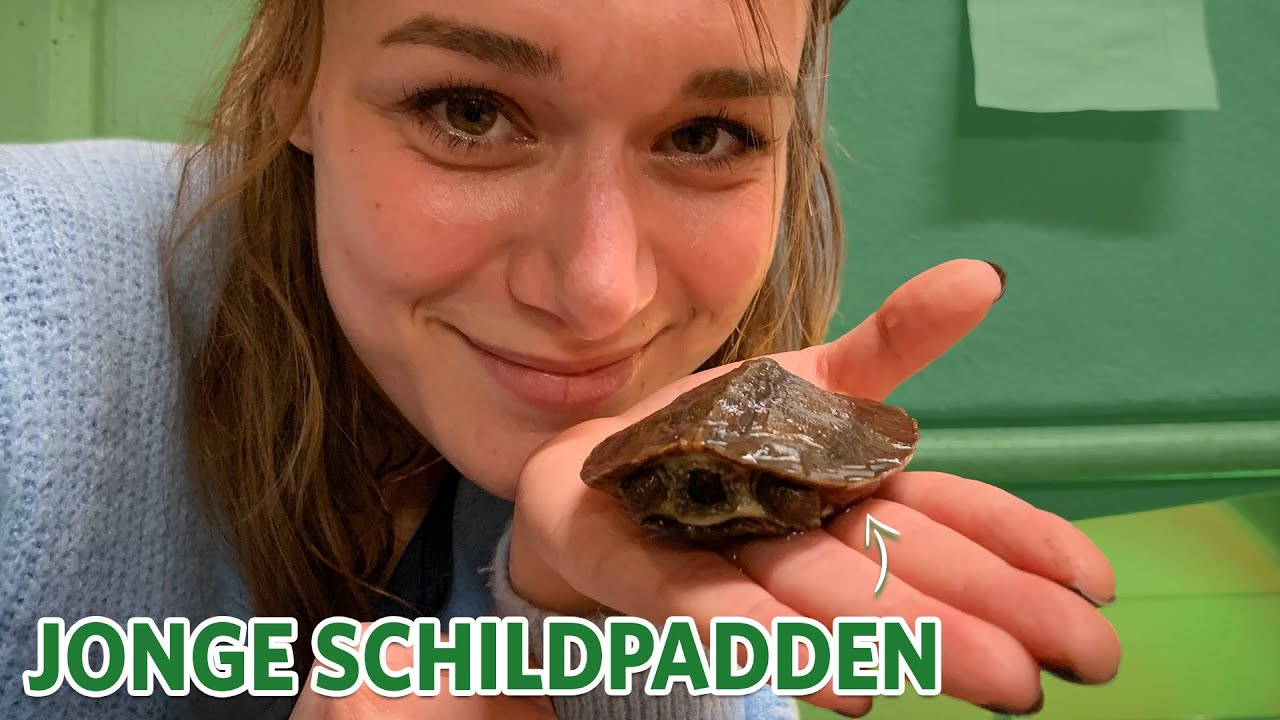 Deze schildpad is pijlsnel 🐢 | Videoranger