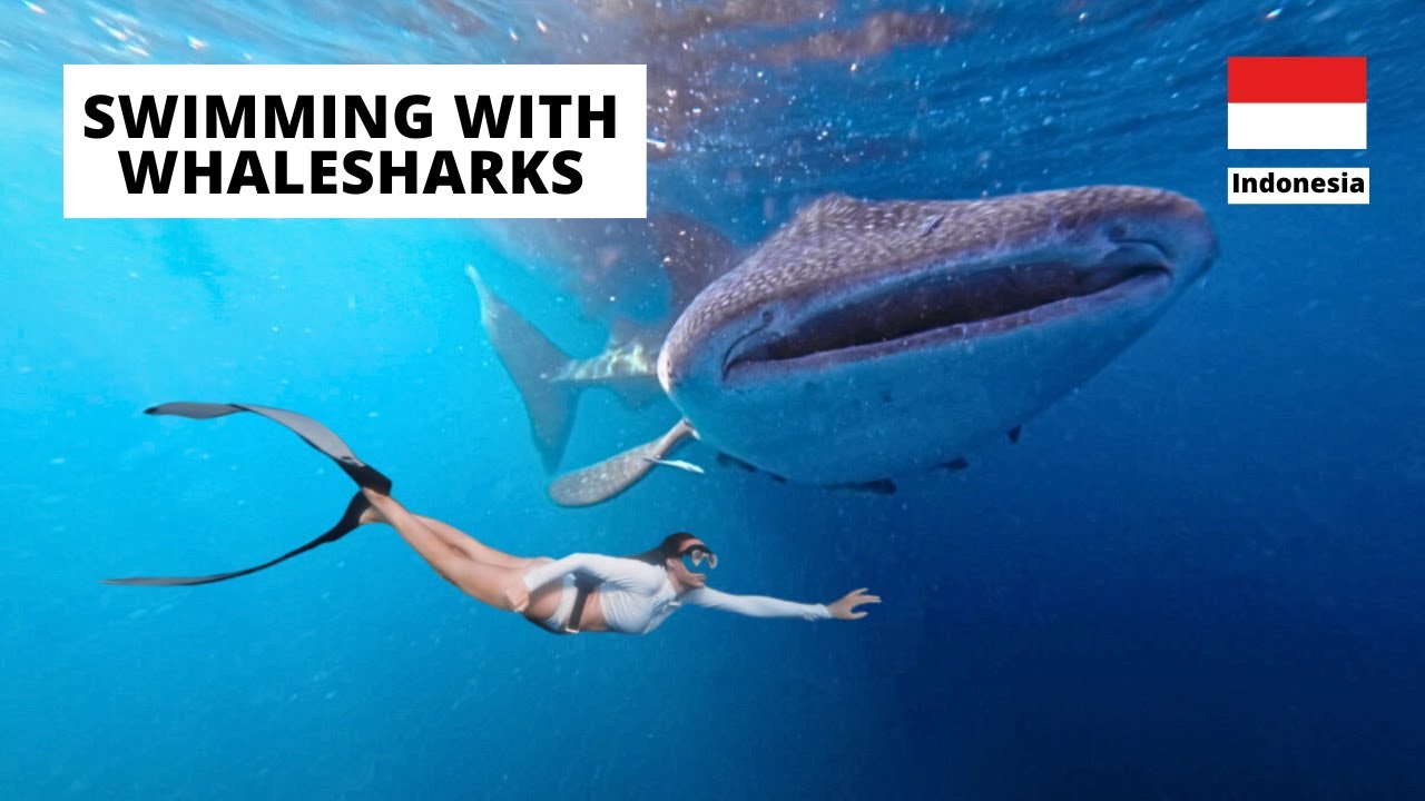 Плавание с китовыми акулами в Сумбаве, Индонезия 🇮🇩