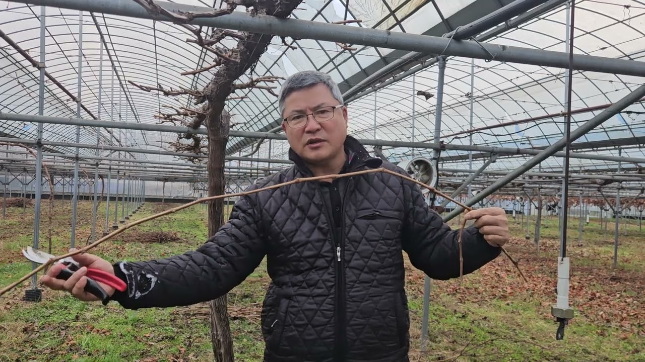 Есть ли альтернативы сорту Shine Muscat? Фермерское хозяйство Gangpodo, виноградник Yeonggwang.