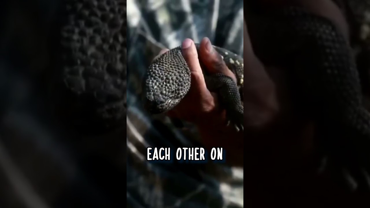 Ящерица-бусина: 12-часовые бои ⚔️ Факты о животных 