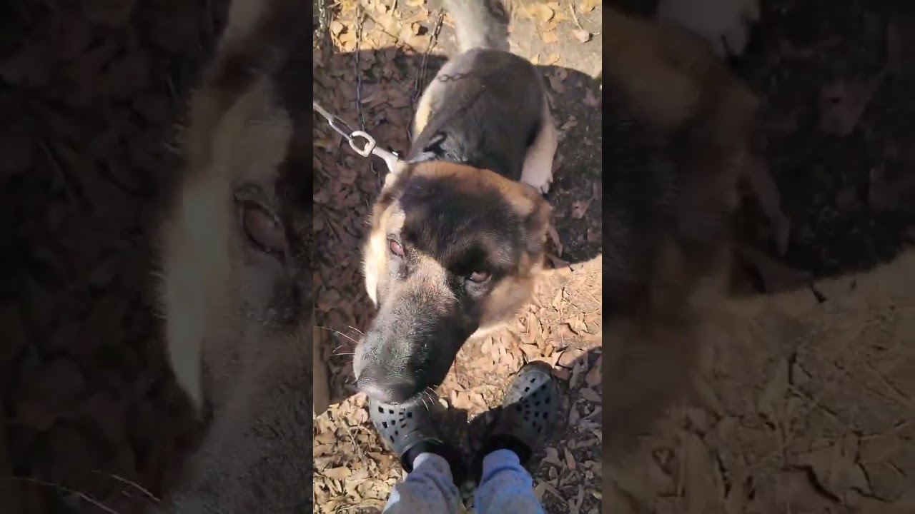 German Shepherd #training #trainingschool