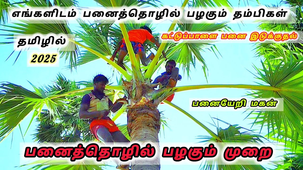 பனைத்தொழில் பழகும் முறை 👍 எங்களிடம் பனைத் தொழில் பழகும் தம்பிகள் ❤️#palm #panaiyeri #பதநீர் #2025vid