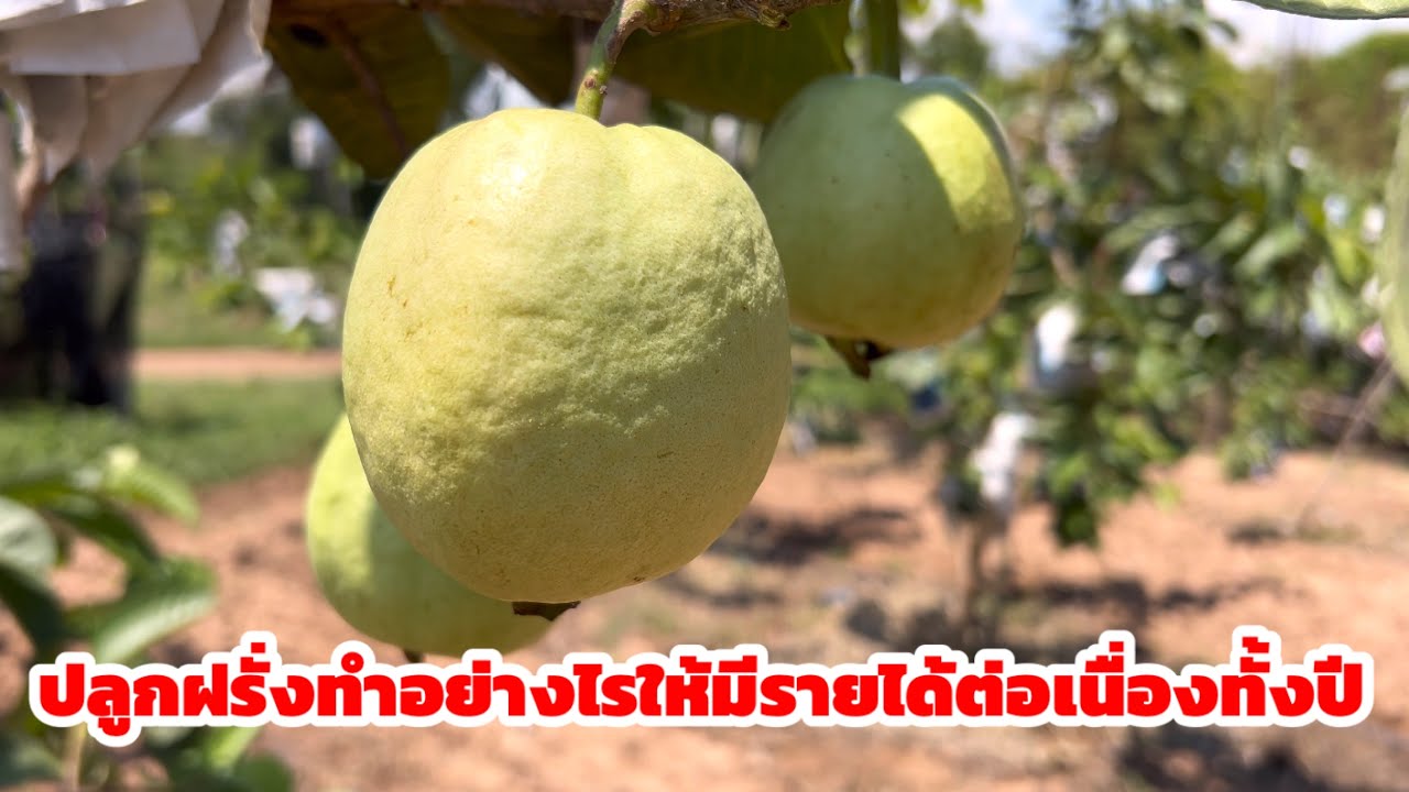 วิธีการปลูกฝรั่งทำอย่างไรให้มีรายได้ต่อเนื่องทั้งปี 080-4094085
