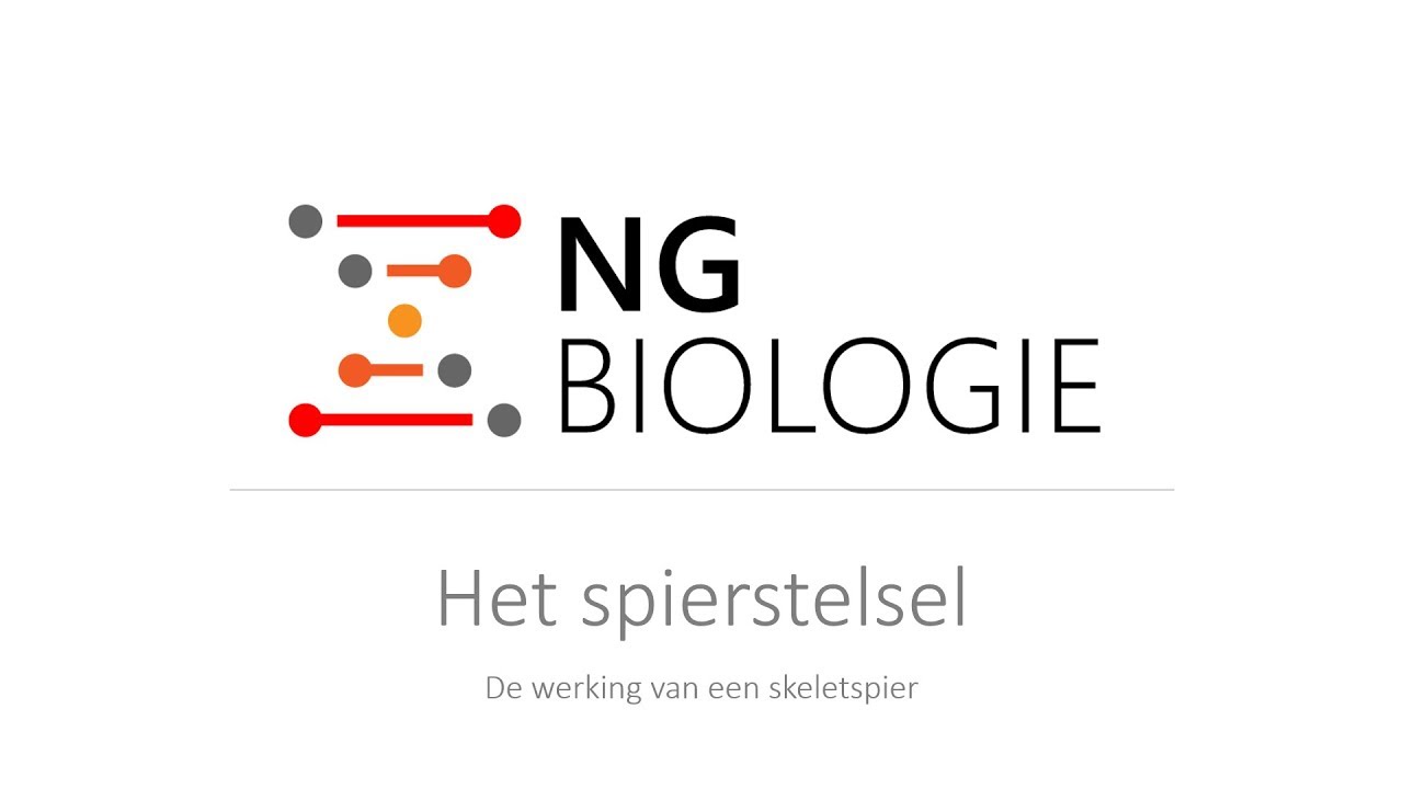 Het spierstelsel - werking van de skeletspier - VWO