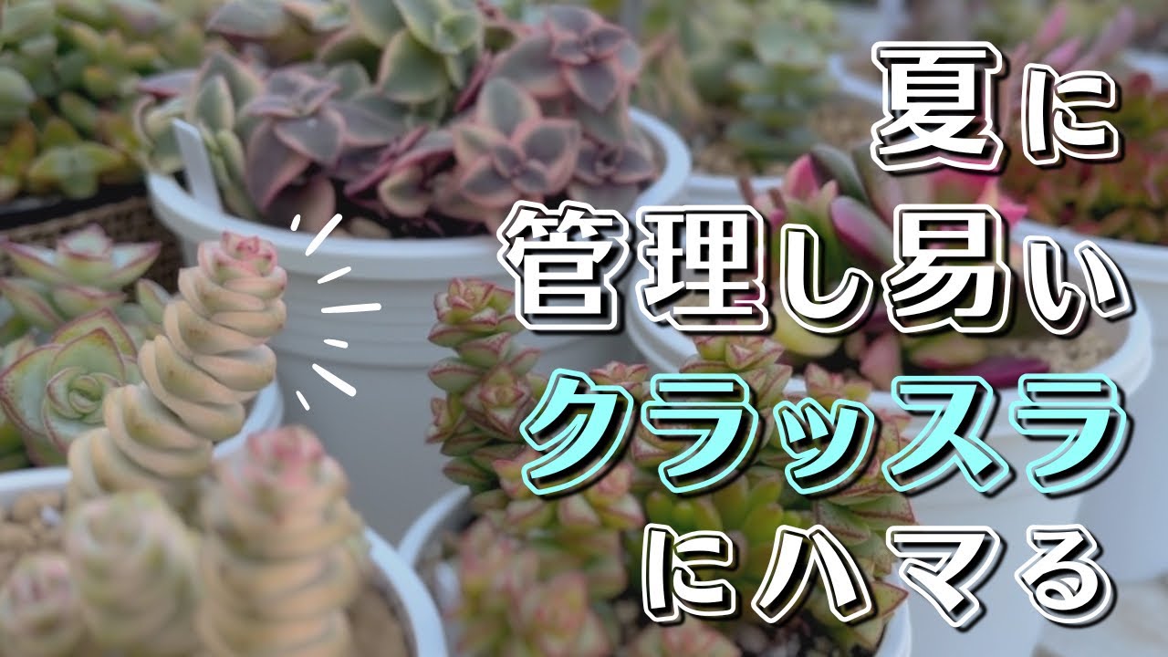 エケベリアより耐暑性のあるクラッスラ属をお迎え【 多肉植物 / ガーデニング 】