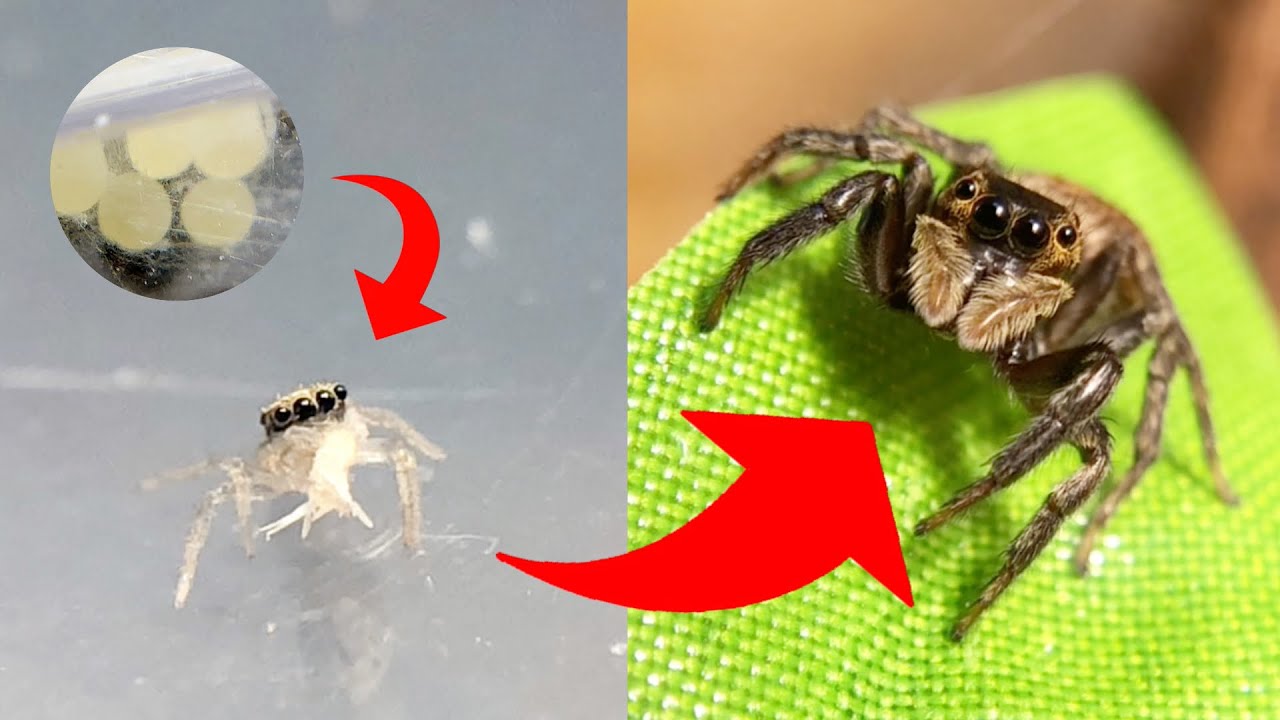 ハエトリグモを卵から育てるとこうなる【9ヶ月間の成長記録】