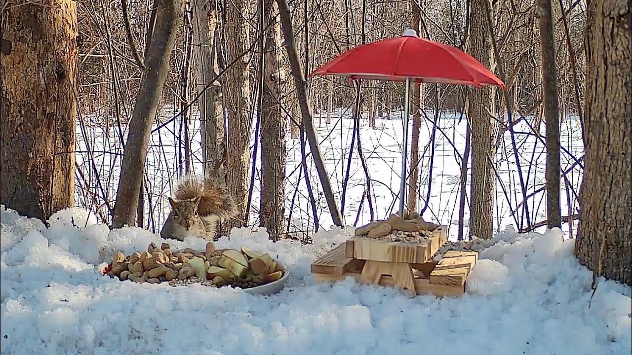 Olive's Critter Cam - Wednesday Snack Bar