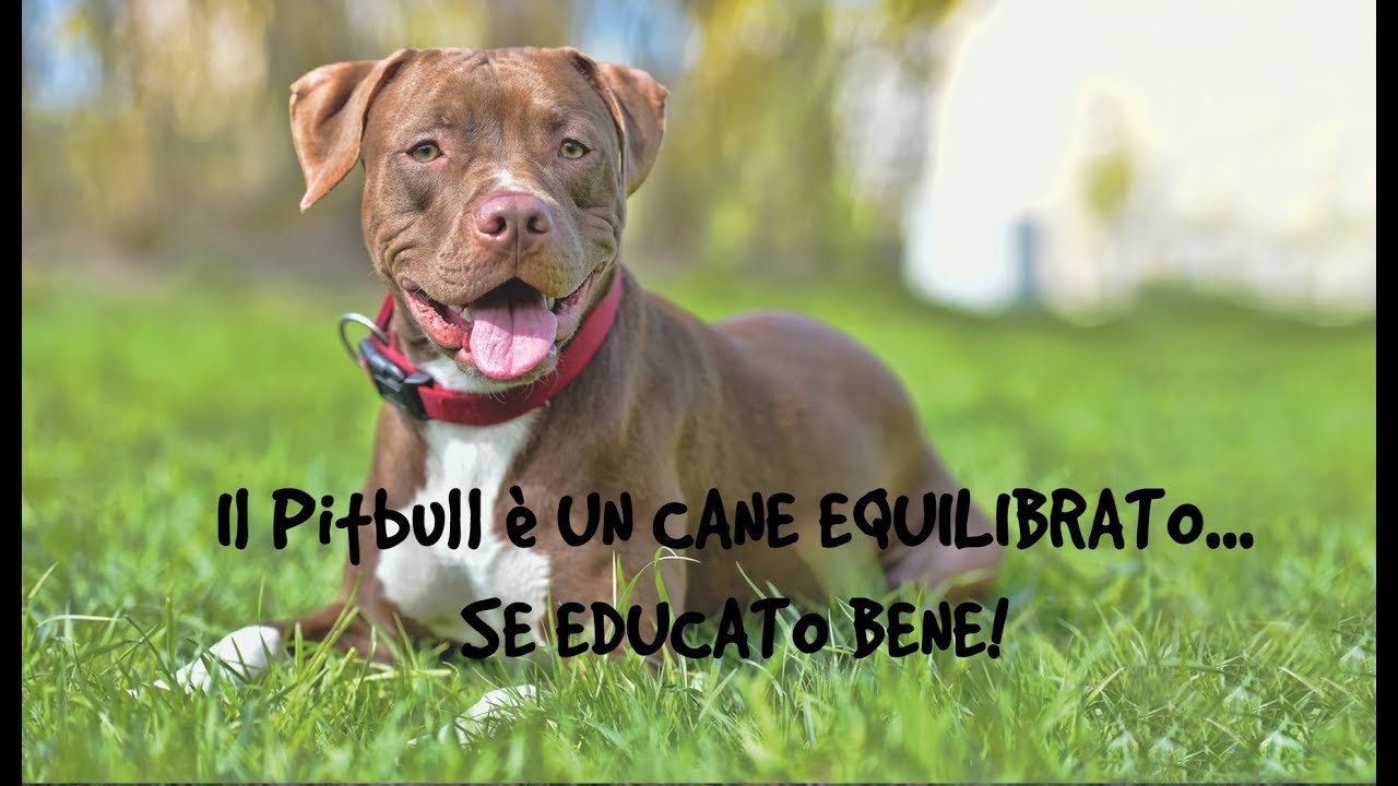 Il Pitbull è un cane equilibrato...se educato bene!