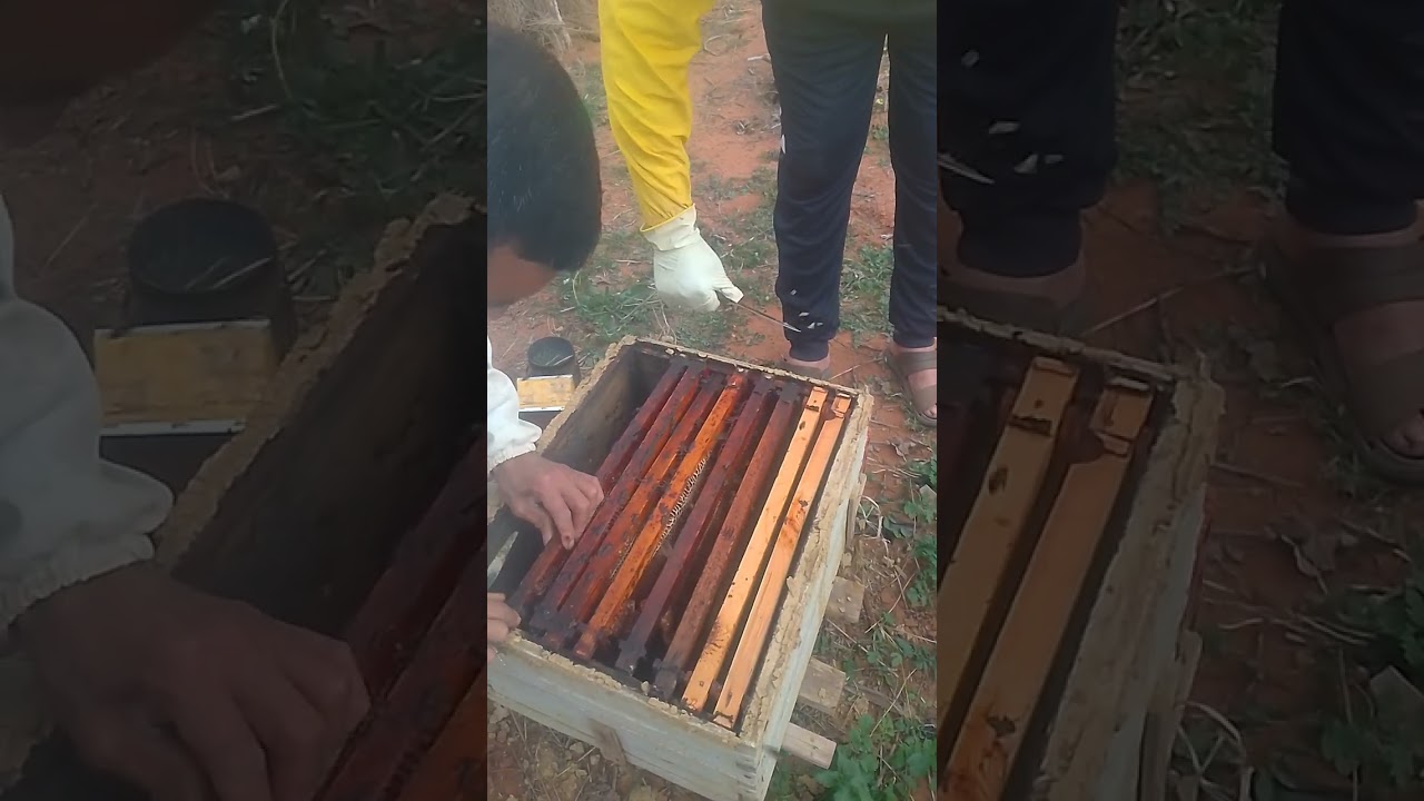 ممنوع تقديم الإطار الاسود لنحل